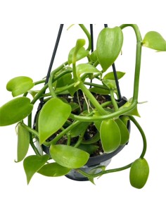 ORCHIDEA VANILLA PLANIFOLIA PIANTA DELLA VANIGLIA 2