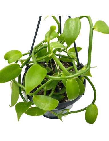 ORCHIDEA VANILLA PLANIFOLIA PIANTA DELLA VANIGLIA