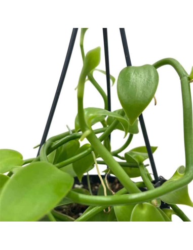 ORCHIDEA VANILLA PLANIFOLIA PIANTA DELLA VANIGLIA