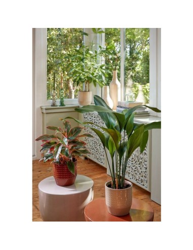 COPRIVASO NOLA VASO TONDO BEIGE Effetto "Puntinato"