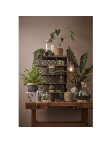 VASO/TERRARIO TRASPARENTE: Terrari e Decorazioni