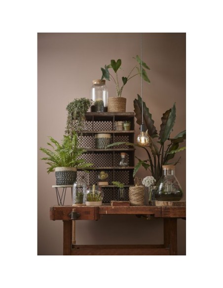 VASO/TERRARIO TRASPARENTE: Terrari e Decorazioni