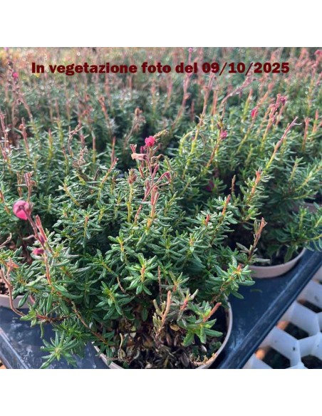 DABOECIA CANTABRICA - PINK diametro vaso 11 cm