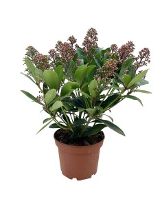 SKIMMIA JAPONICA colore rosso rubino intenso, sempreverde 2