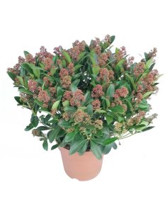 SKIMMIA JAPONICA colore rosso rubino intenso, sempreverde 2