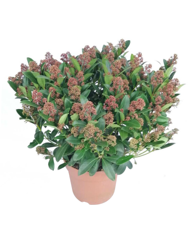SKIMMIA JAPONICA colore rosso rubino intenso, sempreverde