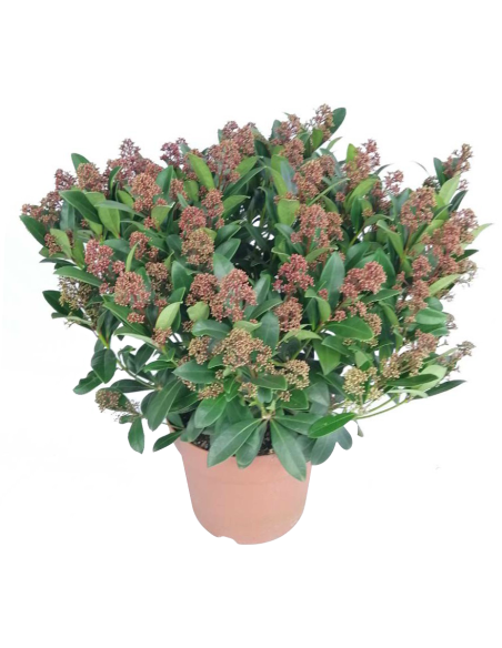 SKIMMIA JAPONICA colore rosso rubino intenso, sempreverde
