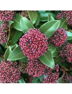 SKIMMIA JAPONICA colore rosso rubino intenso, sempreverde 2