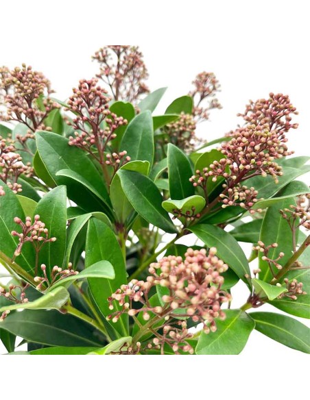 SKIMMIA JAPONICA colore rosso rubino intenso, sempreverde