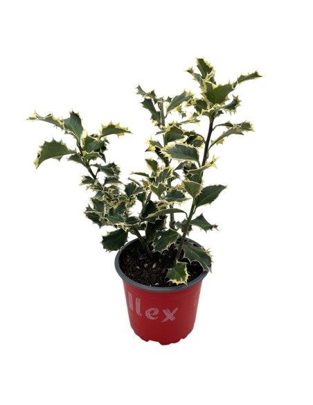 ILEX AQUIFOLIUM ARGENTEA (AGRIFOGLIO) foglie lucide