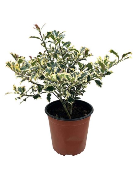 ILEX AQUIFOLIUM ARGENTEA (AGRIFOGLIO) foglie lucide