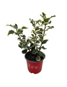 ILEX AQUIFOLIUM ARGENTEA (AGRIFOGLIO) foglie lucide 2