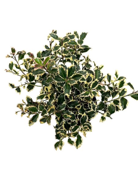 ILEX AQUIFOLIUM ARGENTEA (AGRIFOGLIO) foglie lucide