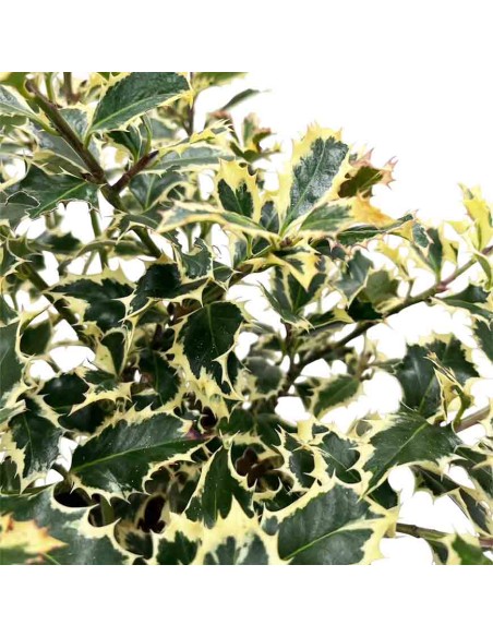 ILEX AQUIFOLIUM ARGENTEA (AGRIFOGLIO) foglie lucide