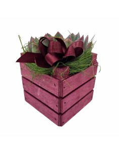 Echeveria Sciccosa: Regalo Originale e Resistente