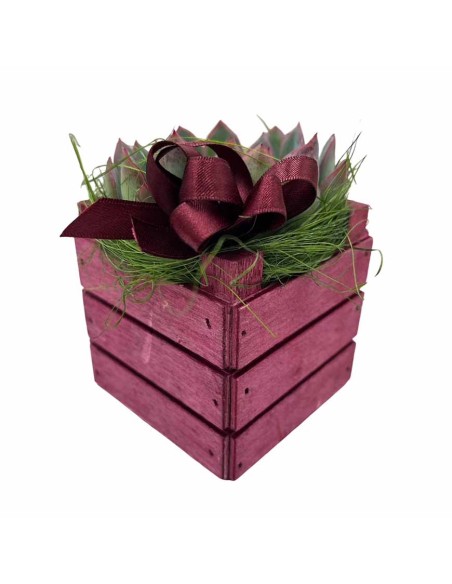 Echeveria Sciccosa: Regalo Originale e Resistente