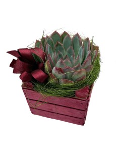 Echeveria Sciccosa: Regalo Originale e Resistente 2