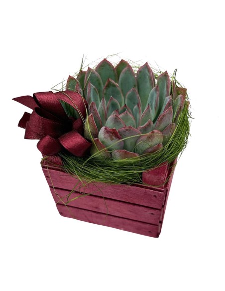 Echeveria Sciccosa: Regalo Originale e Resistente