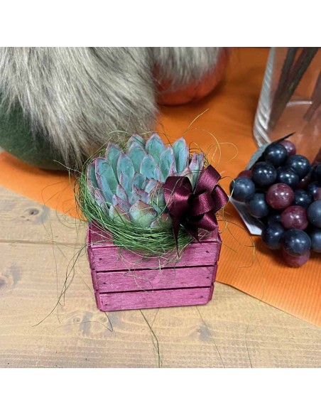 Echeveria Sciccosa: Regalo Originale e Resistente