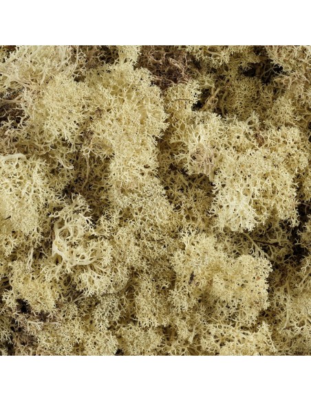 LICHENE MUSCHIO STABILIZZATO 500 gr di alta qualità