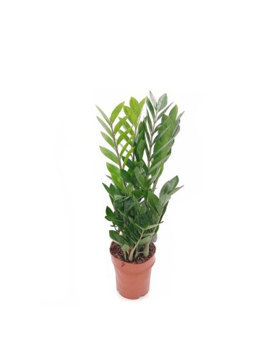 ZAMIOCULCAS ZAMIIFOLIA Pianta da Interno Facile