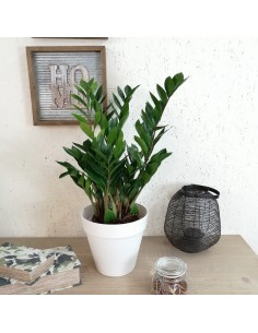 ZAMIOCULCAS ZAMIIFOLIA Pianta da Interno Facile 2