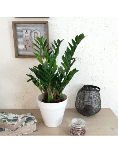 ZAMIOCULCAS ZAMIIFOLIA Pianta da Interno Facile