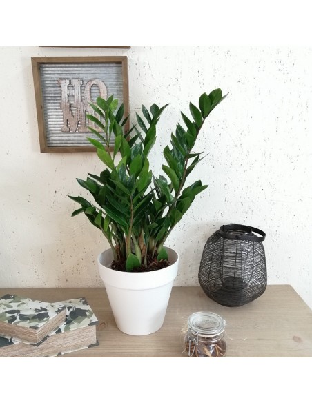 ZAMIOCULCAS ZAMIIFOLIA Pianta da Interno Facile