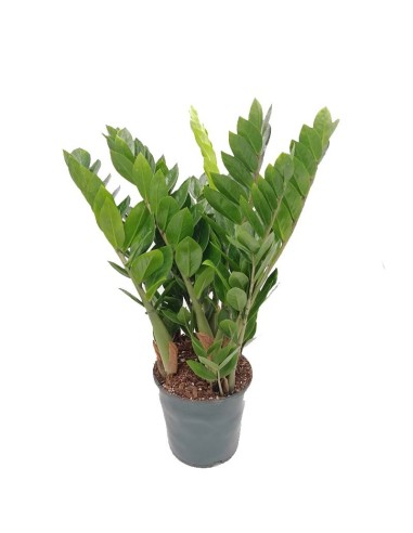 ZAMIOCULCAS ZAMIIFOLIA Pianta da Interno Facile
