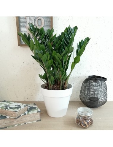 ZAMIOCULCAS ZAMIIFOLIA Pianta da Interno Facile