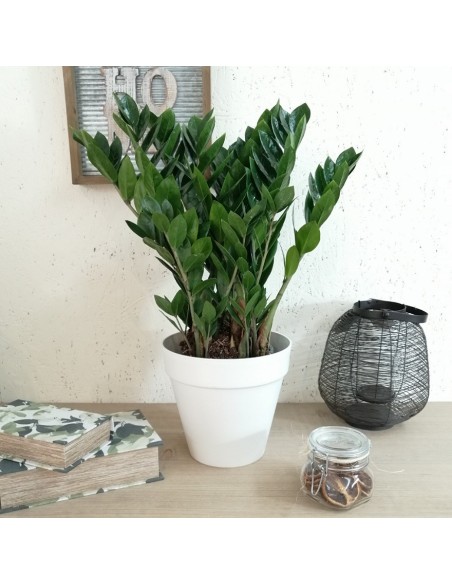 ZAMIOCULCAS ZAMIIFOLIA Pianta da Interno Facile