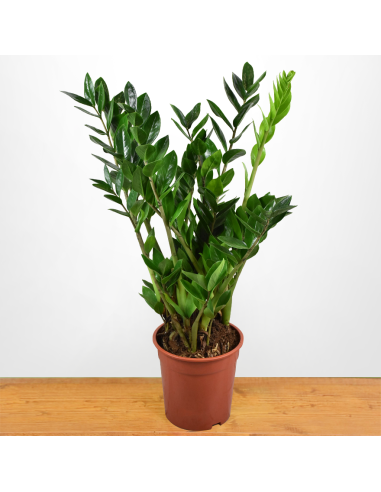 ZAMIOCULCAS ZAMIIFOLIA Pianta da Interno Facile