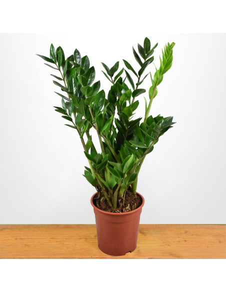ZAMIOCULCAS ZAMIIFOLIA Pianta da Interno Facile