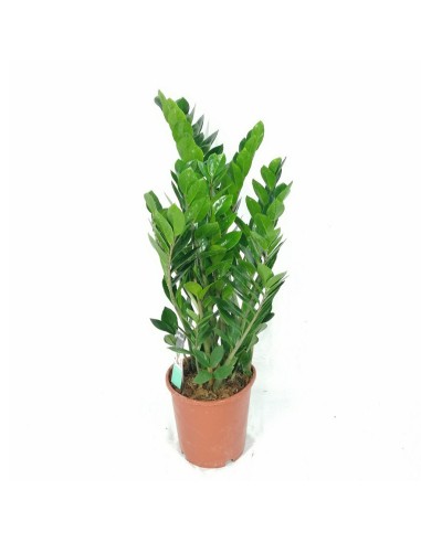 ZAMIOCULCAS ZAMIIFOLIA Pianta da Interno Facile