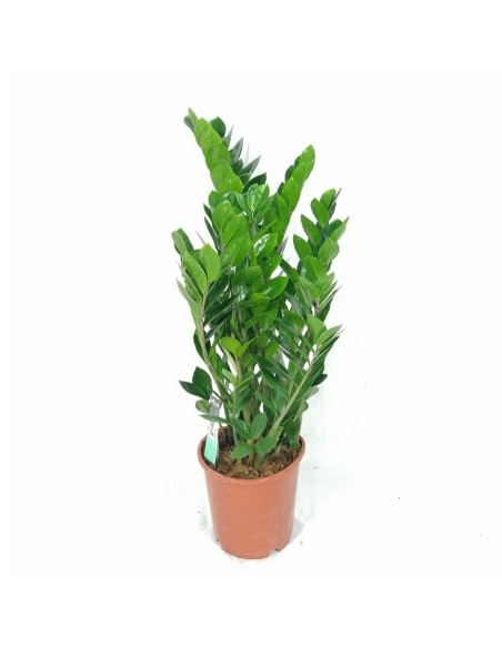 ZAMIOCULCAS ZAMIIFOLIA Pianta da Interno Facile