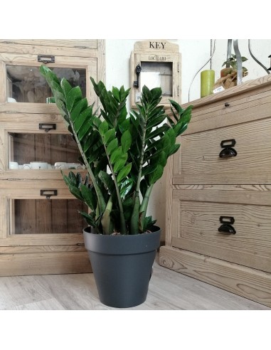 ZAMIOCULCAS ZAMIIFOLIA Pianta da Interno Facile