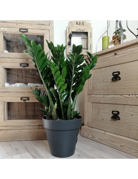 ZAMIOCULCAS ZAMIIFOLIA Pianta da Interno Facile