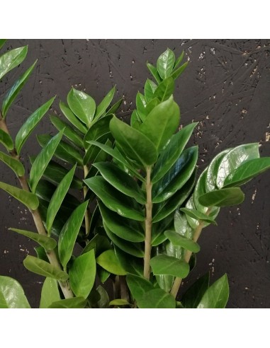 ZAMIOCULCAS ZAMIIFOLIA Pianta da Interno Facile