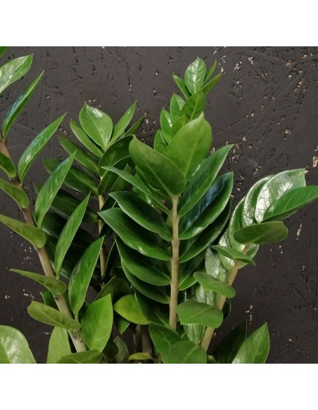 ZAMIOCULCAS ZAMIIFOLIA Pianta da Interno Facile