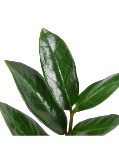 ZAMIOCULCAS ZAMIIFOLIA Pianta da Interno Facile