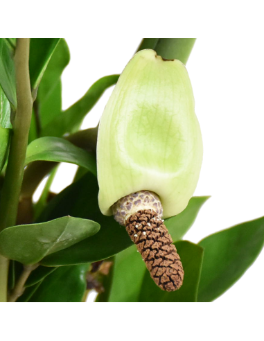 ZAMIOCULCAS ZAMIIFOLIA Pianta da Interno Facile