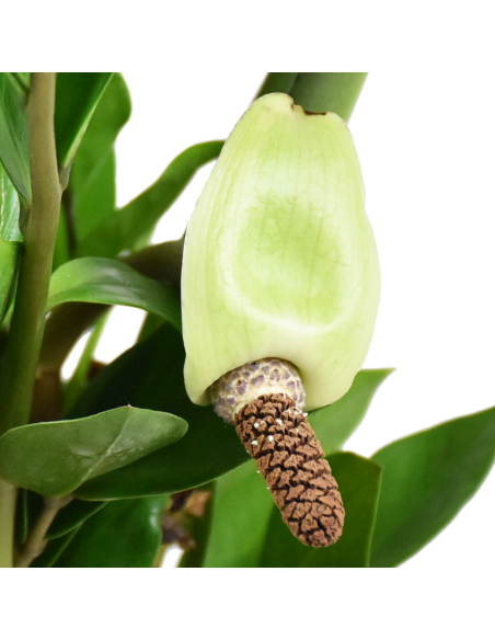 ZAMIOCULCAS ZAMIIFOLIA Pianta da Interno Facile