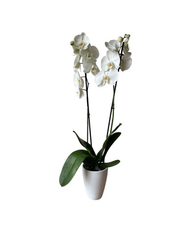 COPRIVASO PER ORCHIDEE TUSCA Stile e Funzionalità