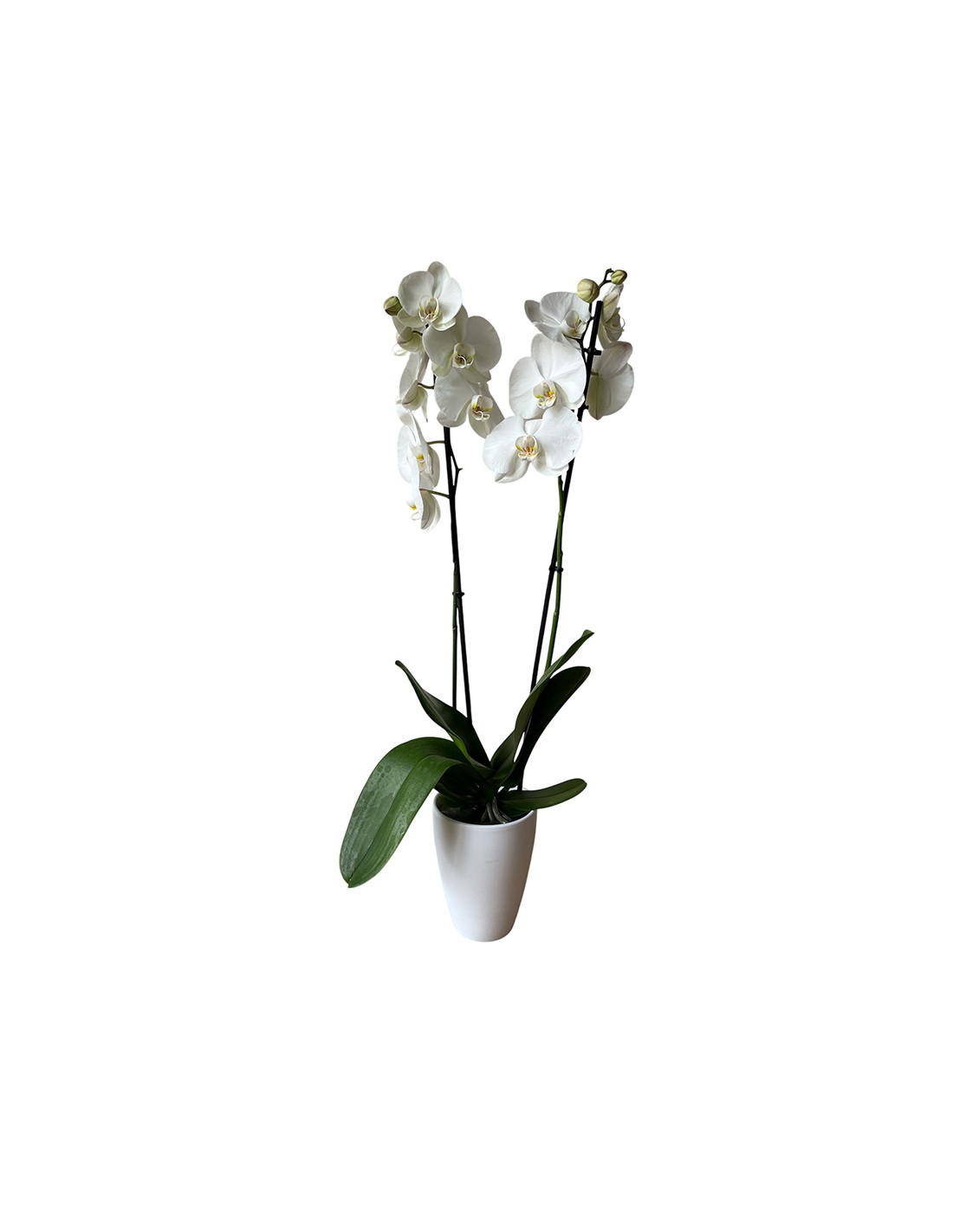 Zanvic Coprivaso Quadrato Trasparente Per Orchidee - Plastica PP 12x12x20 Cm - 2 Litri
