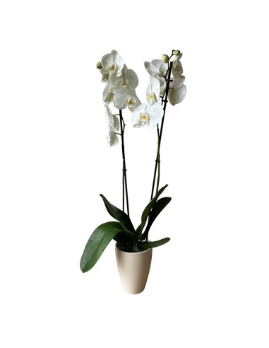 COPRIVASO PER ORCHIDEE TUSCA Stile e Funzionalità