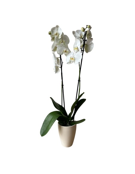 COPRIVASO PER ORCHIDEE TUSCA Stile e Funzionalità