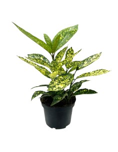 AUCUBA JAPONICA VARIEGATA "Alloro Maculato"
