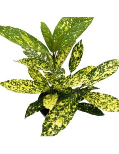AUCUBA JAPONICA VARIEGATA "Alloro Maculato" 2