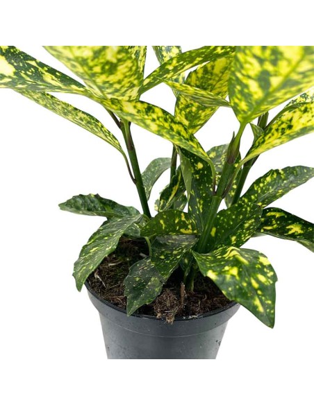 AUCUBA JAPONICA VARIEGATA "Alloro Maculato"