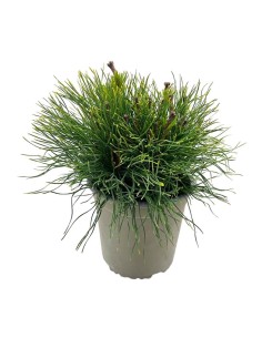 PINUS MUGO MUGHUS aghi, densi, robusti e verde scuro